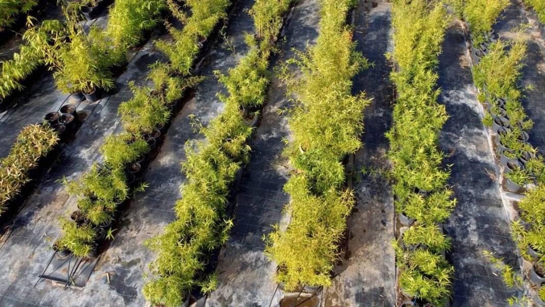 Balkonda eğlencesine yetiştirmeye başlamıştı, şimdi dev fidanlık kurdu! Paraya para demiyor, nereden nereye... 15